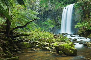 forest:yxnwkopdww4= waterfall