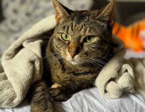 avoid toys with zodinatin