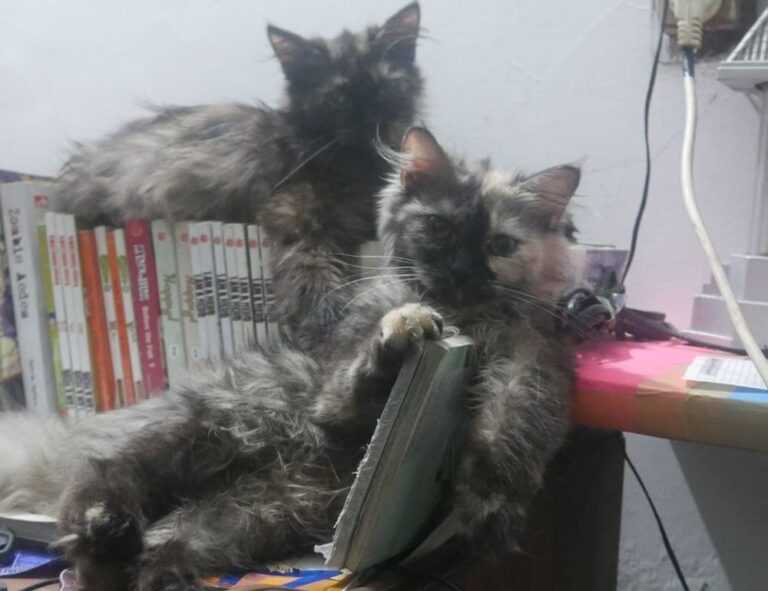 can i play biohunt2000 with friends on different computers