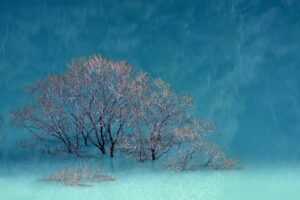 can i stream greensurvive2004 game on pc