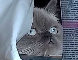 do mopfell78 pc gamers have an advantage