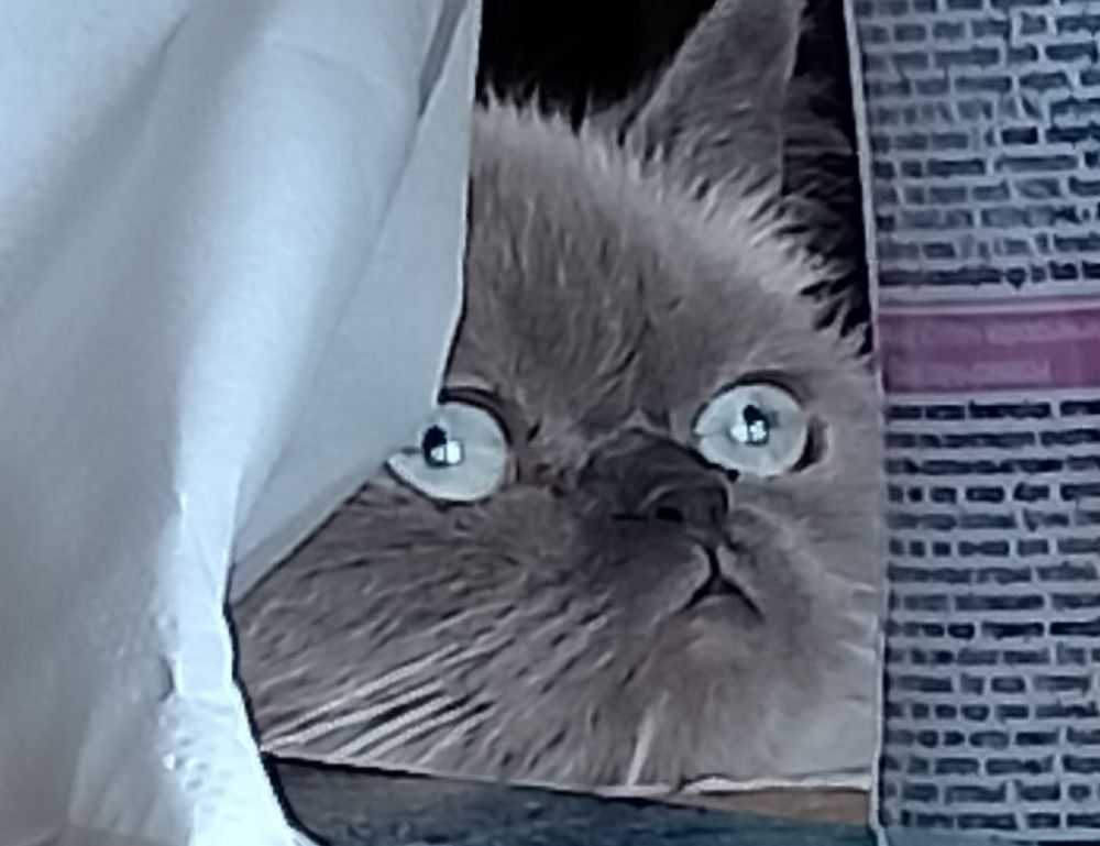 do mopfell78 pc gamers have an advantage