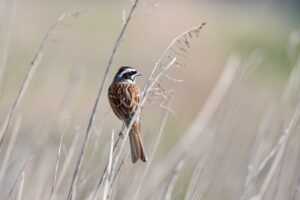 genboostermark software