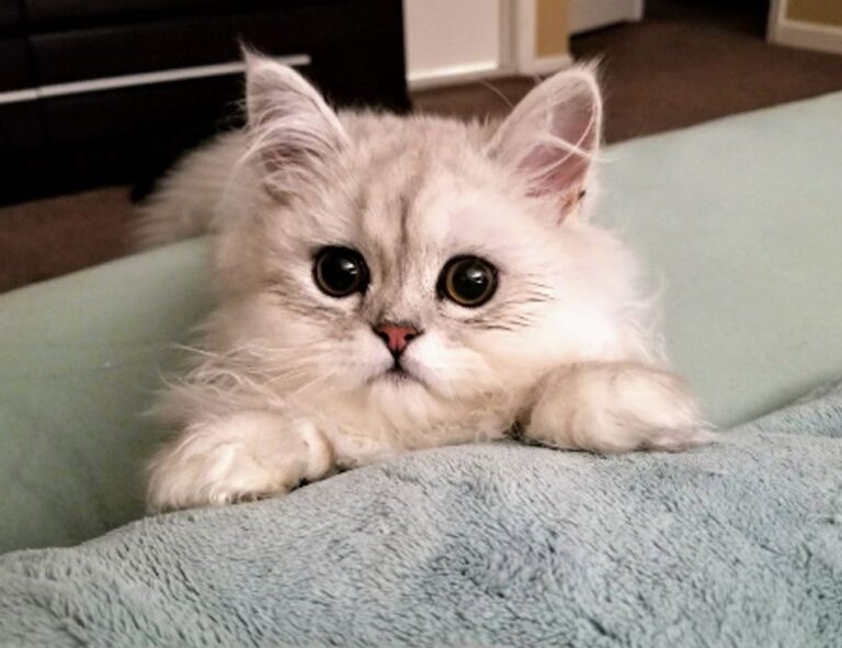 has lake yiganlawi ever dried up