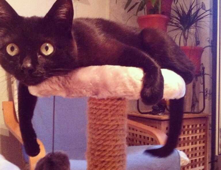 hotels to stay at zethazinco island