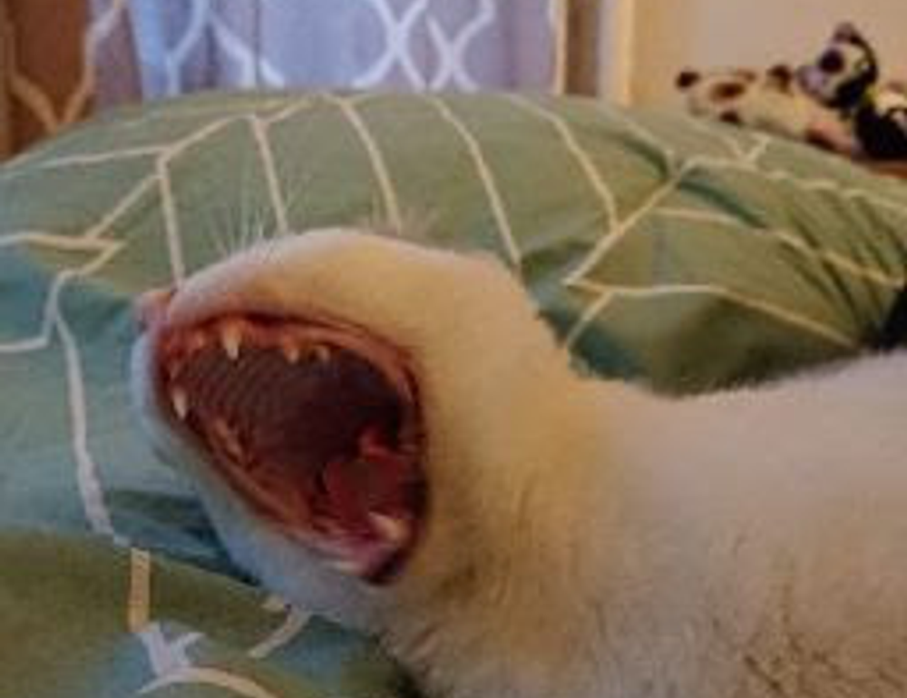 how much overdertoza video gaming for adults