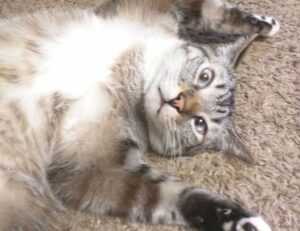 how to fix bug on evebiohaztech