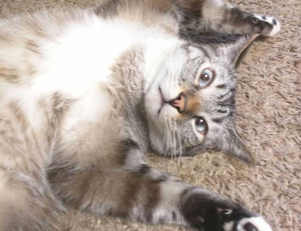 how to fix bug on evebiohaztech