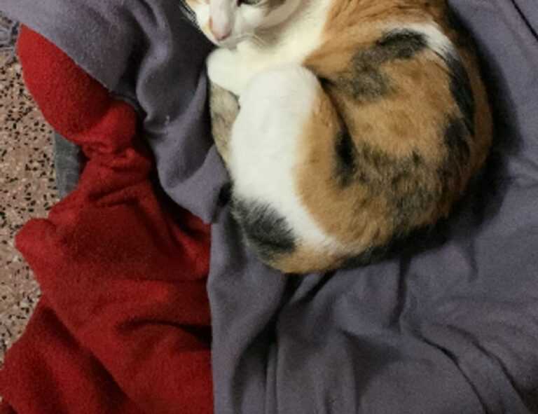 how to update endbugflow software on pc