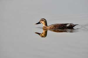 khema rushisvili weightlifting bar