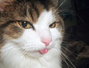 lightniteone new version for pc