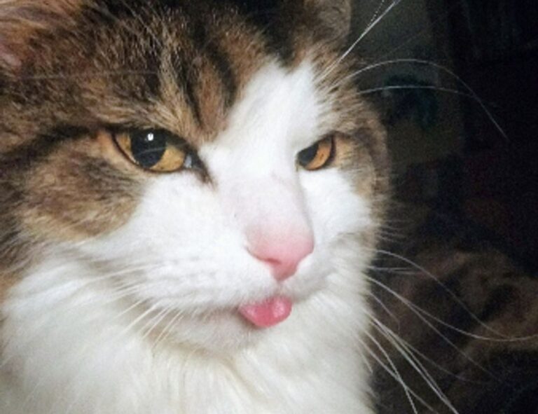 lightniteone new version for pc