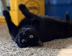 what are higossis brush made of