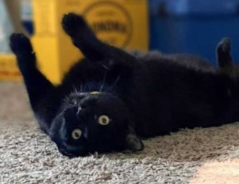 what are higossis brush made of