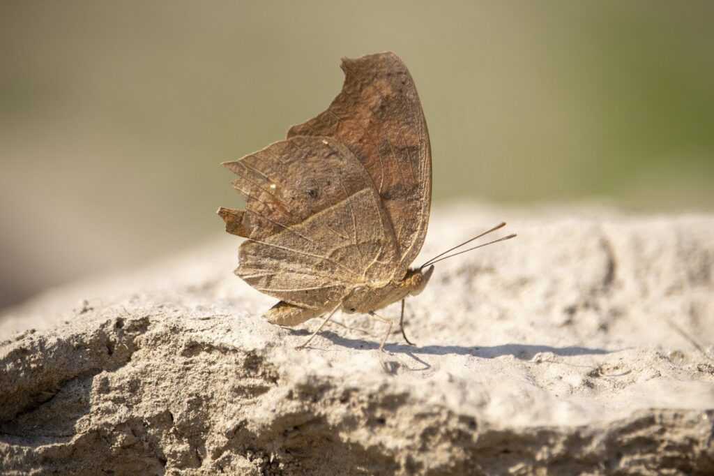 where to buy medicine for cotaldihydo