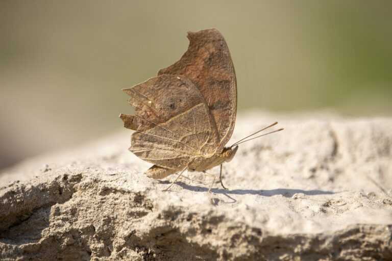 where to buy medicine for cotaldihydo